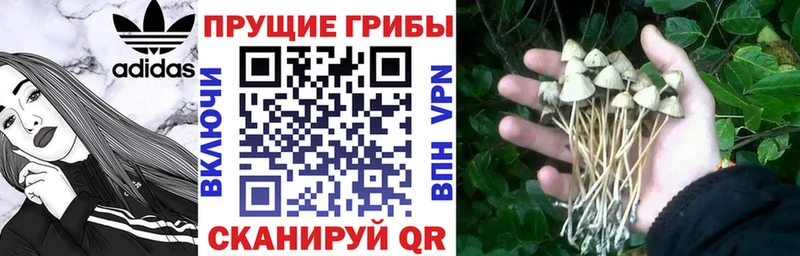 Псилоцибиновые грибы Cubensis Монино